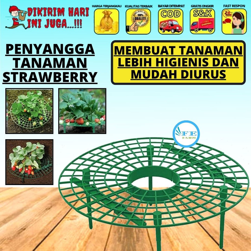 Penyangga Tanaman Strawberry FEFARM