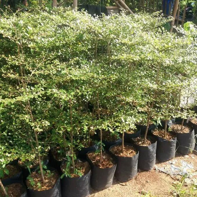 ketapang kencana tinggi 1 meter - pohon pelindung ketapang kencana