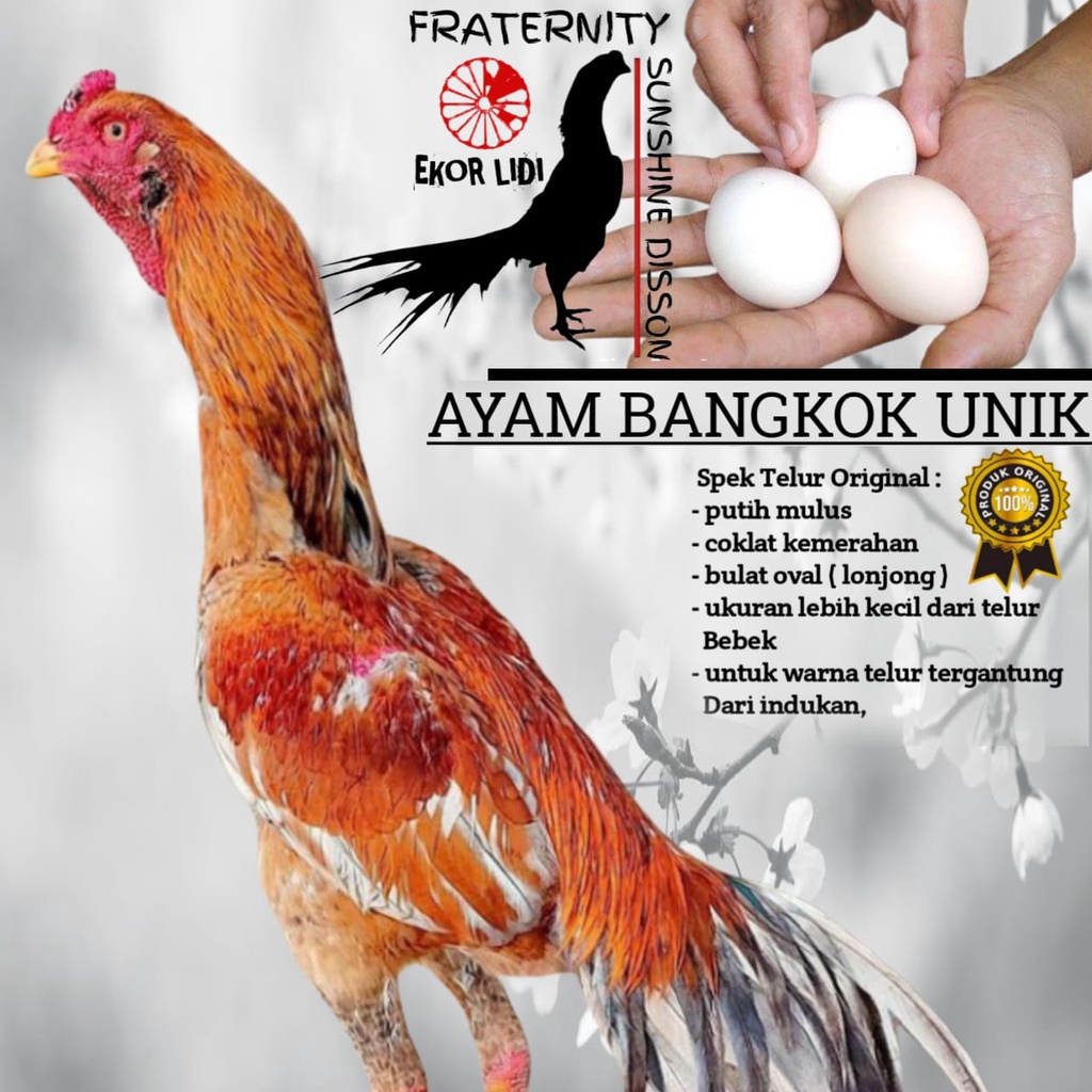 telur Ayam Bangkok Unik Ekor Lidi Hanuman kham long ka