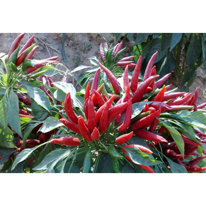 5 benih Cabai RED CAYENNE