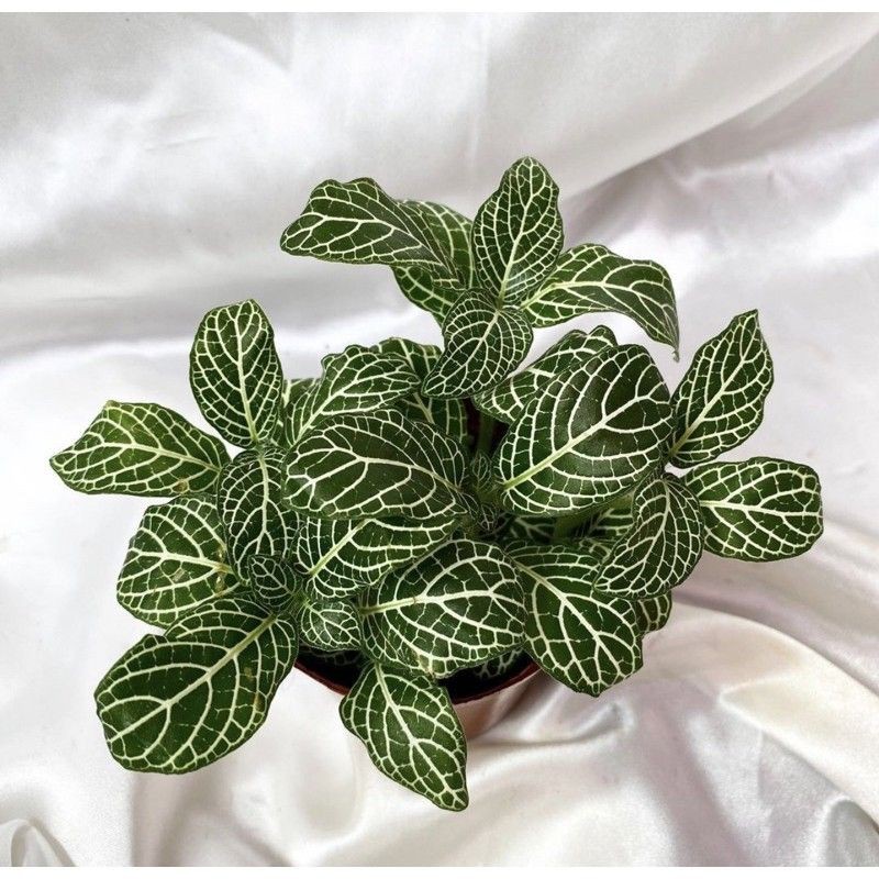 Tanaman hias episia mutiara