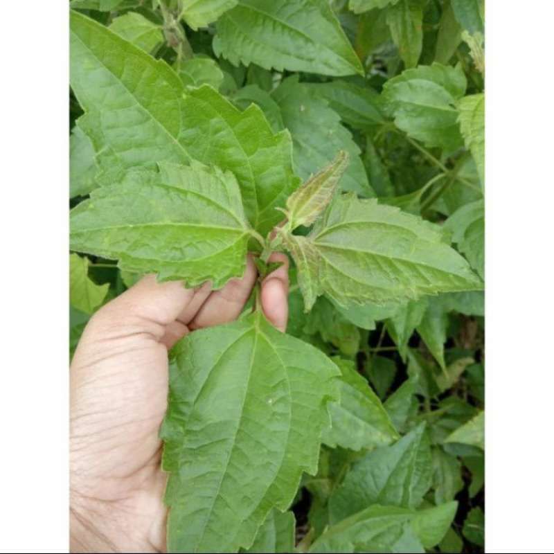 

Daun herbal Minjangan /Kirinyuh/Balakacida