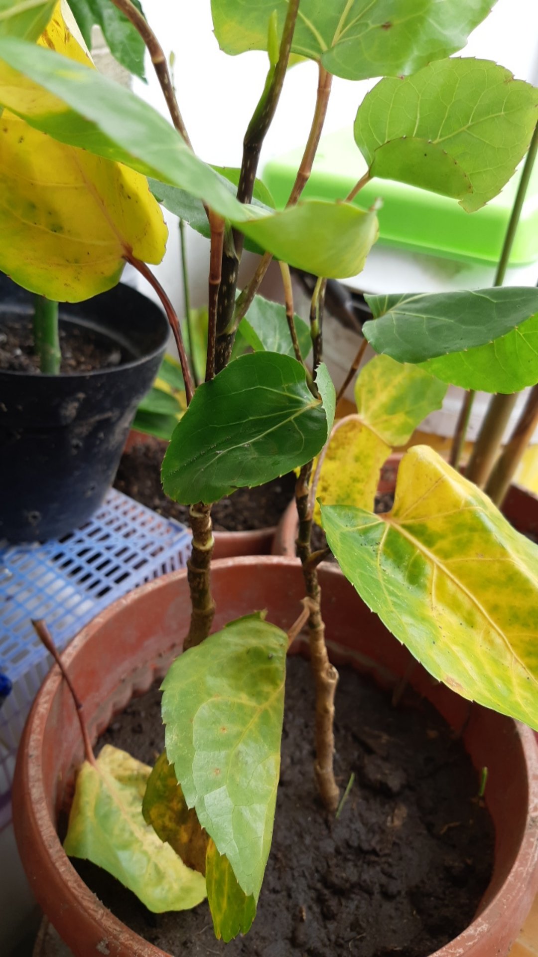 Bibit Mangkokan, Andong Laut, Cikra Cikri Kuning