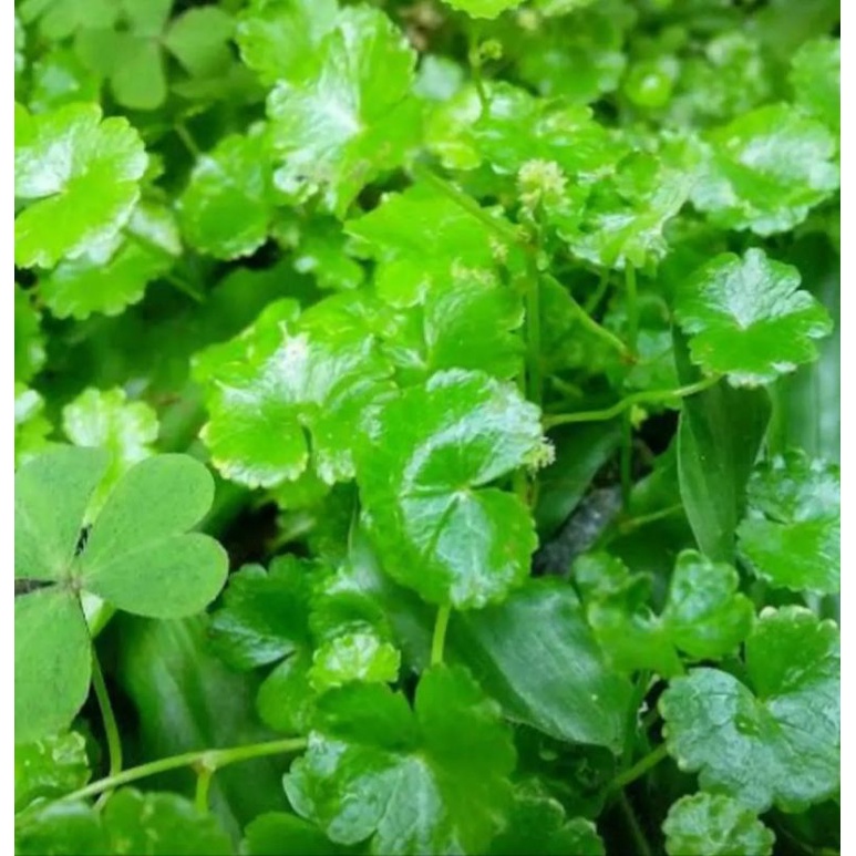 

Daun pagangan obat herbal,, daun kecil 250gram