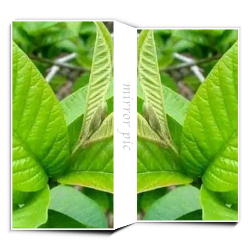 

Daun jambu biji muda 500 gr