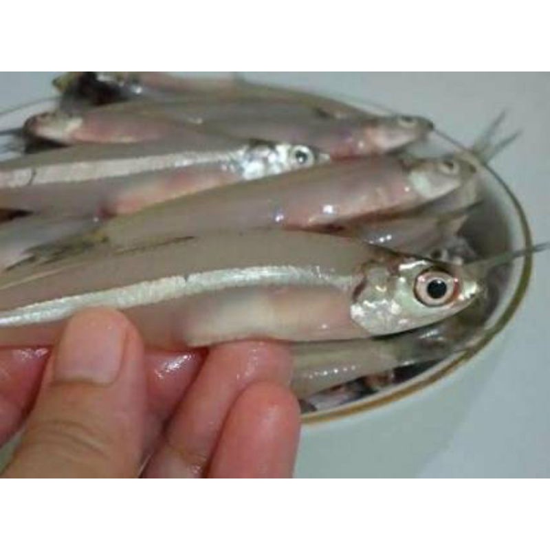 

ikan teri basah segar berkualitas 500 Gram