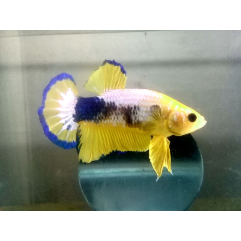 promo ikan cupang FCCP yellow head / yellow fancy jantan