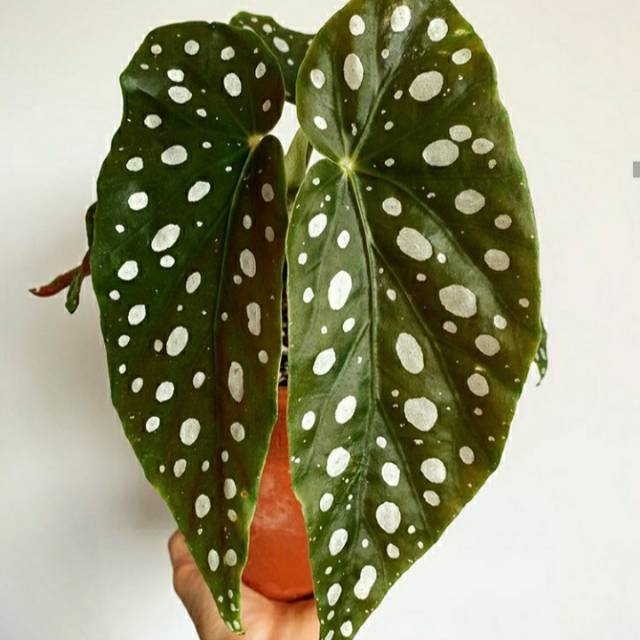 tanaman hias begonia maculata-tanaman hias begonia-begonia maculata