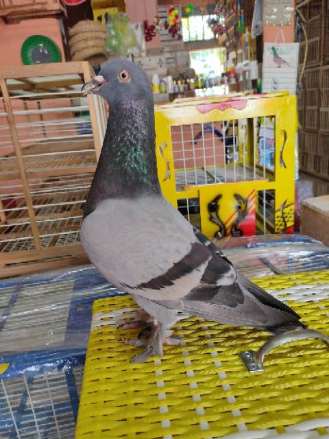 Burung Merpati Dara Bahan Kolongan Tinggian Giring Tritis Blorok Blantong Kelabu Coklat Shopee Indonesia