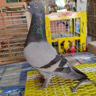 Burung merpati dara bahan kolongan tinggian giring tritis Burung merpati dara bahan kolongan tinggian giring tritis