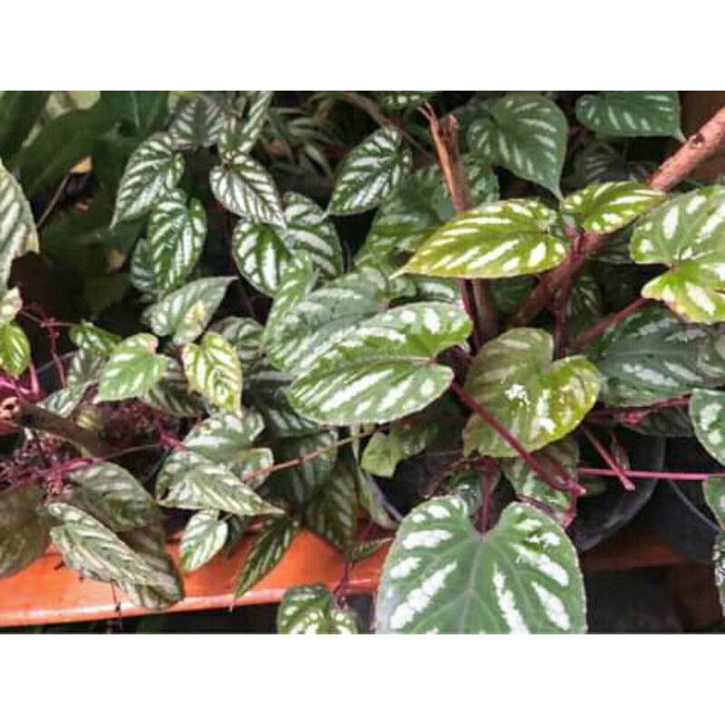 

daun sirih keraton fres 200gram