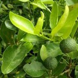 pohon jeruk limo bibit poho jeruk limo