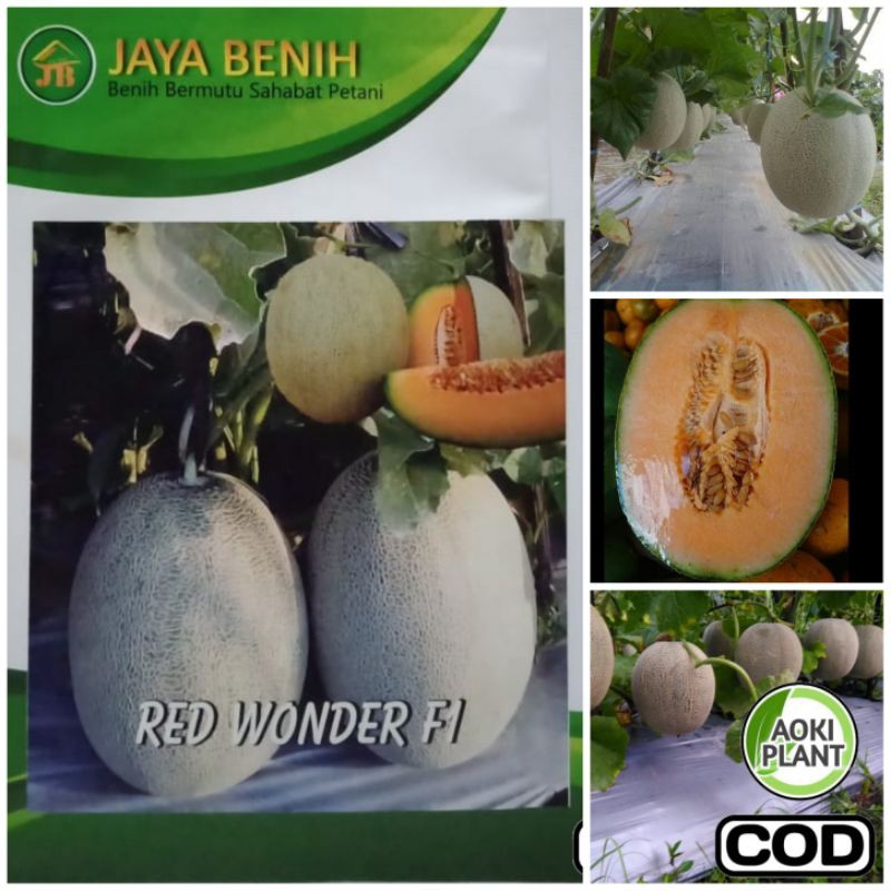 Jual Bibit Benih Biji Buah Melon Oreng Manis Daging Tebal | Shopee