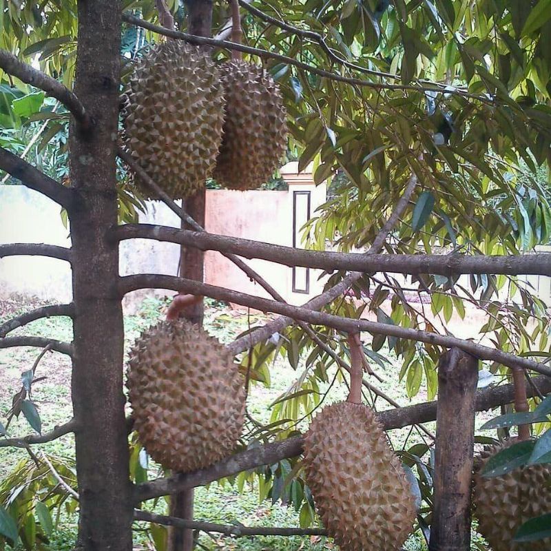 Bibit paket 3 jenis durian bawor,musang king,montong