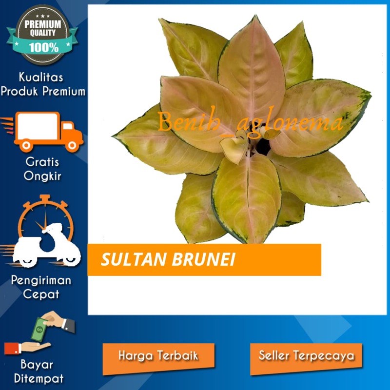 promo bonggol aglonema sultan brunei bonggol / bonggol aglonema sultan brunei / aglonema SB