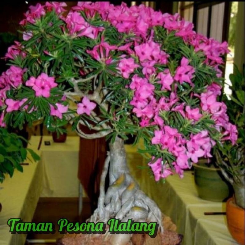 

Bibit bunga Kamboja Jepang Adenium Cabang 1000