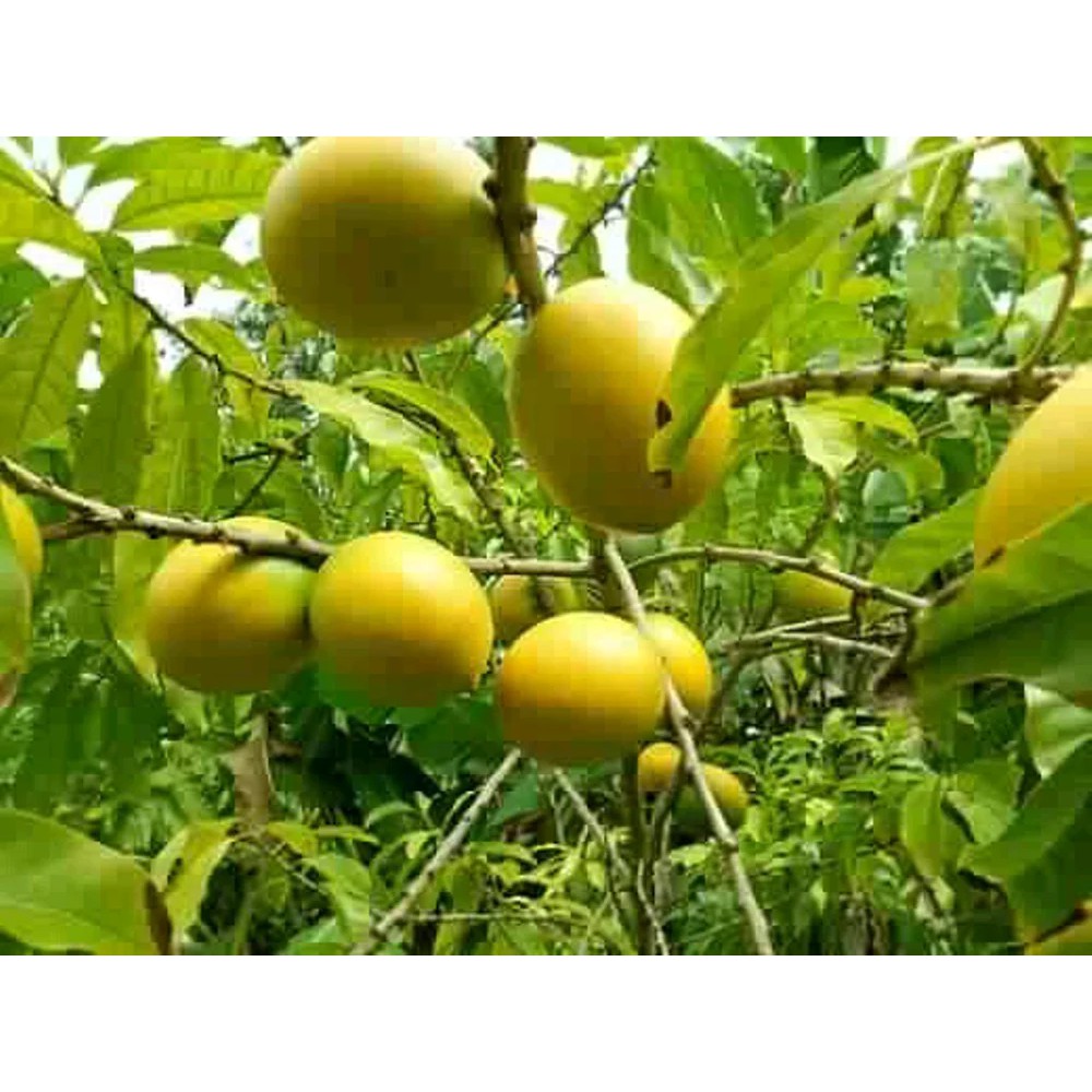 Pohon Abiu Atau Sawo Australia