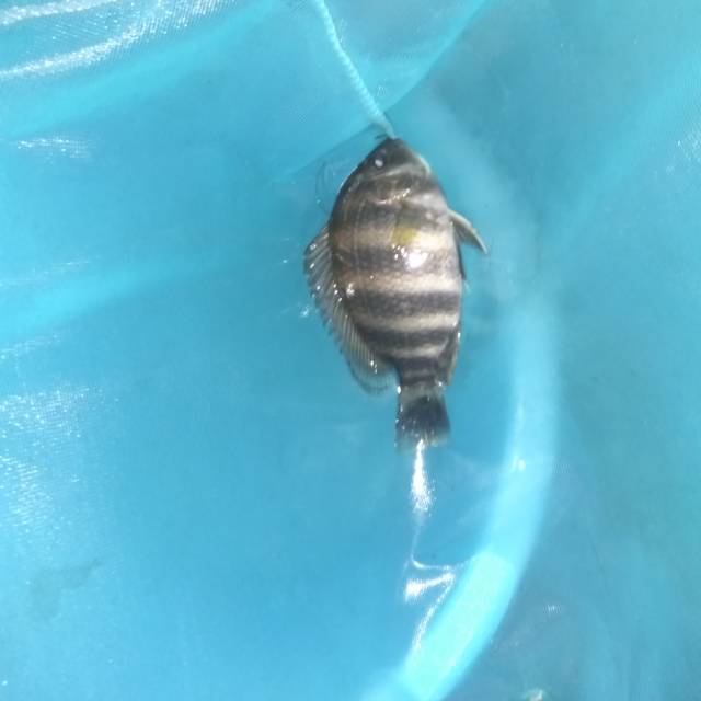 Jaguar chiclid indukan anti keong dan kutu koi