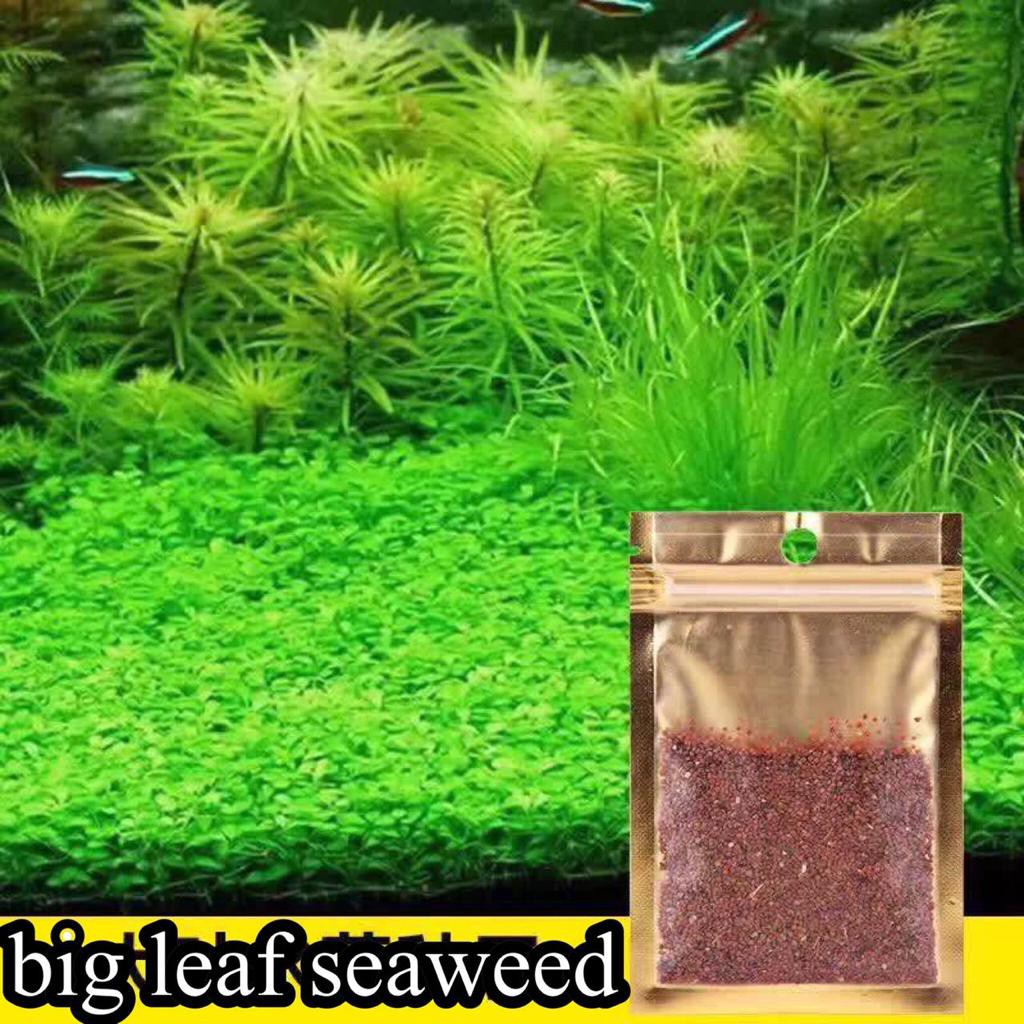Carpet Seed Big Leaf Seaweed Grass Tanaman  Aquascape 