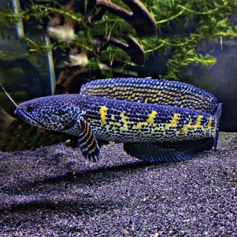 Chana auranti maculata top grade 3-5cm