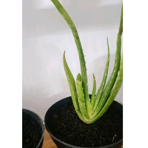 Bibit lidah buaya jumbo Pontianak (Chinensis)