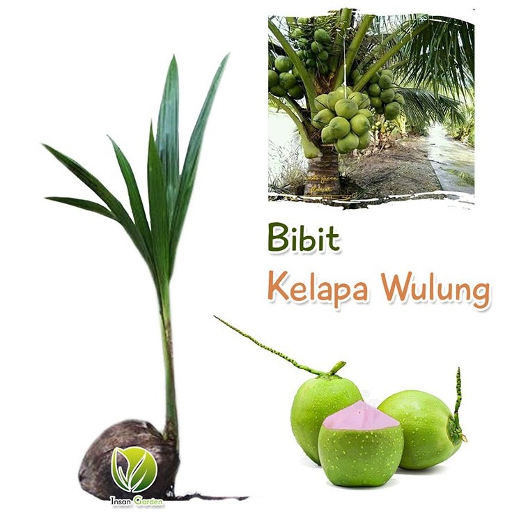 1 bibit kelapa wulung + 1 bibit sirsak madu