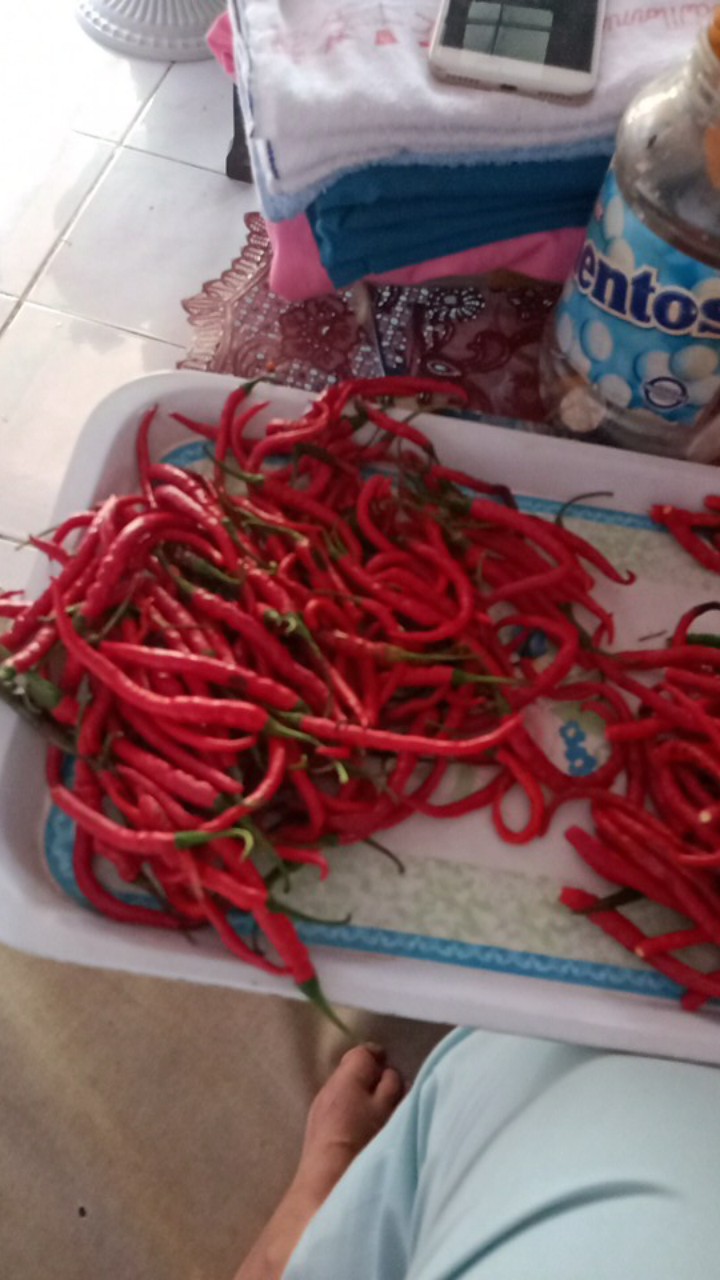 Kemeja Batik Pria Ppbtk07 Modern Lengan Panjang Casual Modis Trendy Masa Kini M L Xl Asli Pekalongan