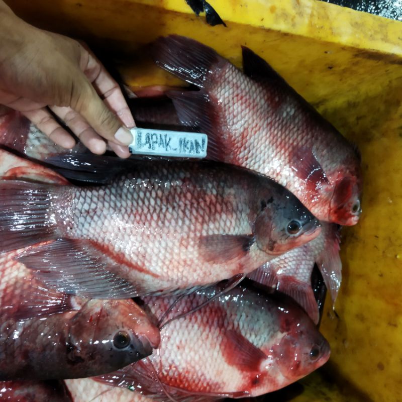 

Ikan Gurame Segar 1~Kilogram
