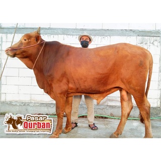 Jual Jual Sapi Qurban Gresik 2022 Indonesia|Shopee Indonesia