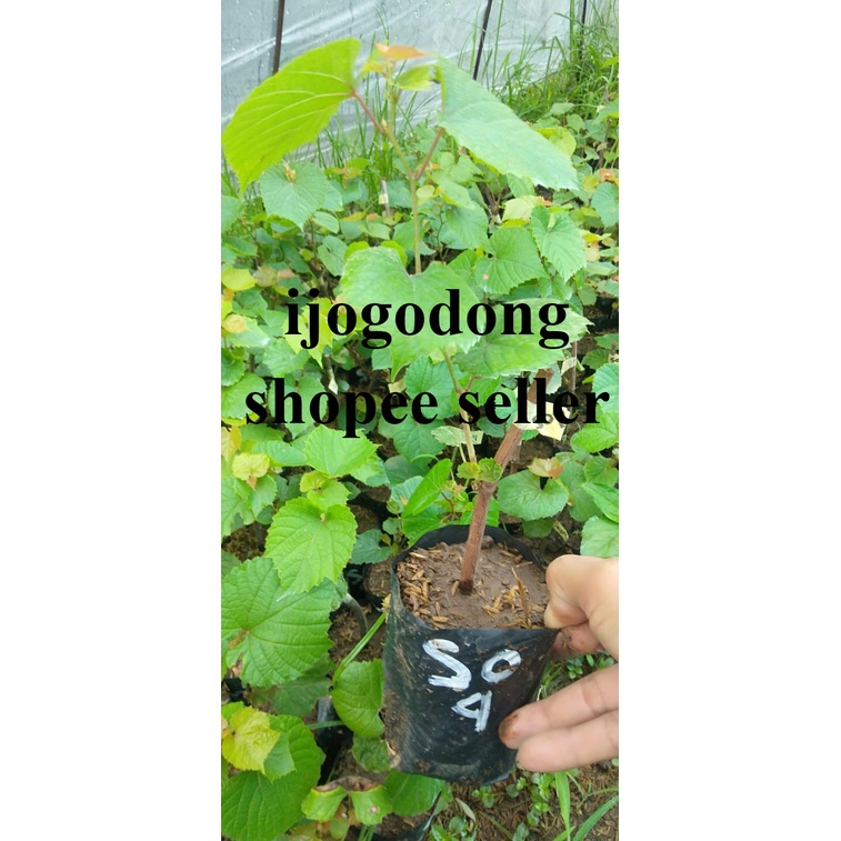 Bibit Tanaman Anggur Rootstock Import So4 Siap Tanam