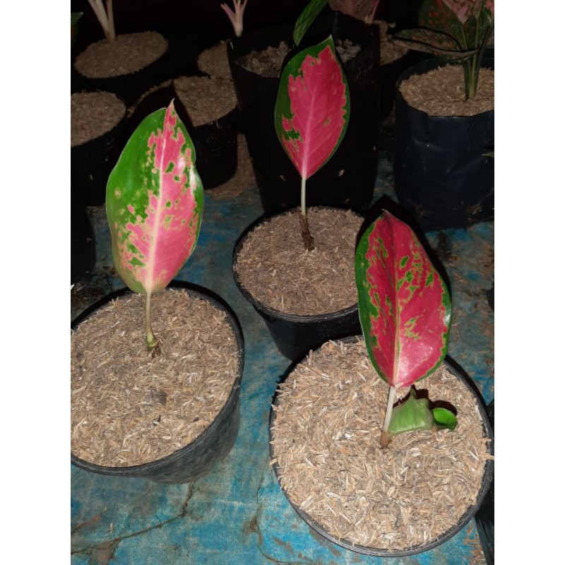 AGLONEMA PAKET 3 BONGGOL SUKSOM