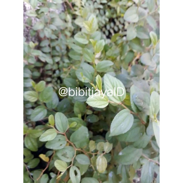 Bibit Pohon Bidara Arab Berkualitas (Beli 15 gratis 2)