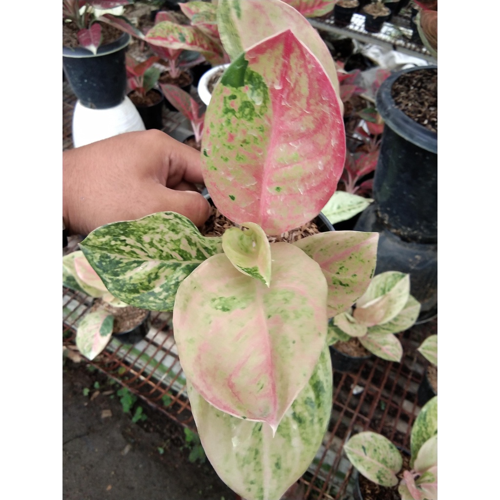 Aglonema Emerald Dewasa Super / Aglo Emerald