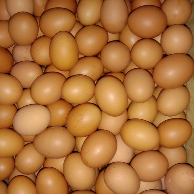 

TELOR Ayam Kampung Negri OMEGA1kg ( Gosend Same Day )