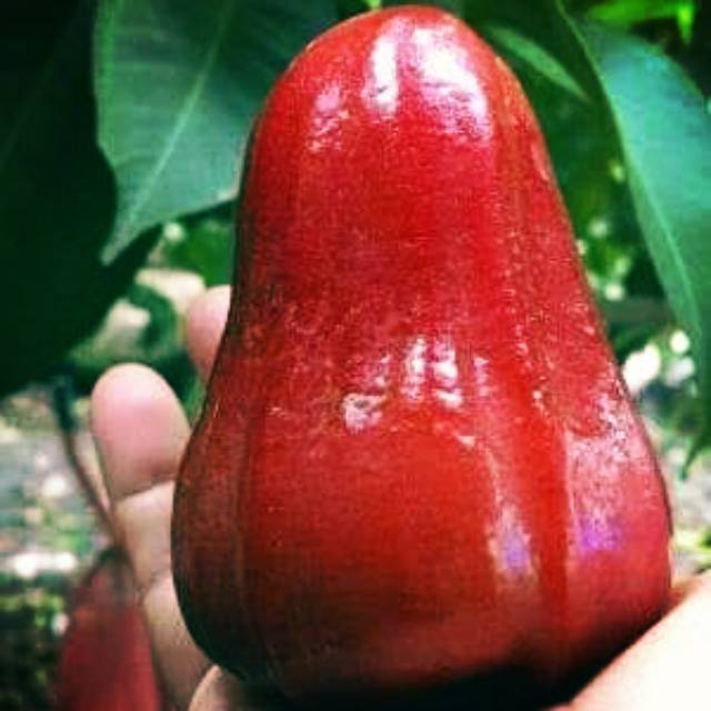 Bibit jambu citra jumbo