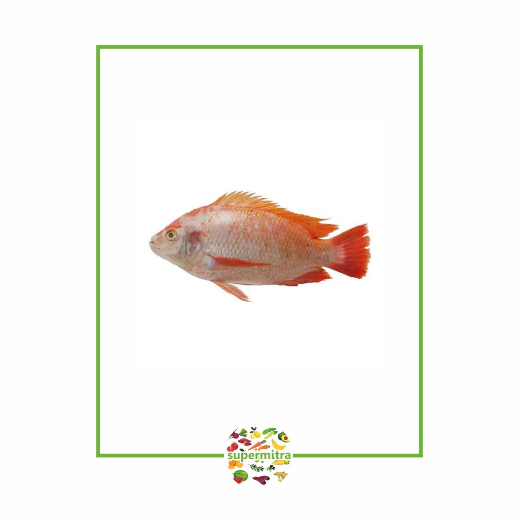 

Ikan nila merah fresh ( 1kg )