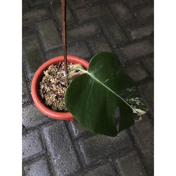 monstera variegata deliciosa ekonomis