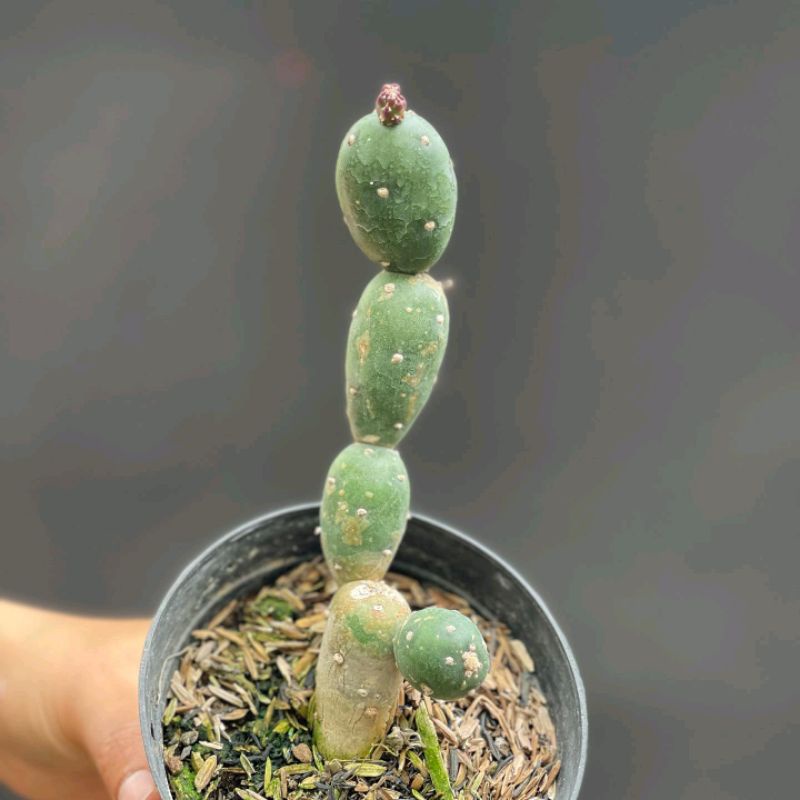 Kaktus Opuntia Canterae
