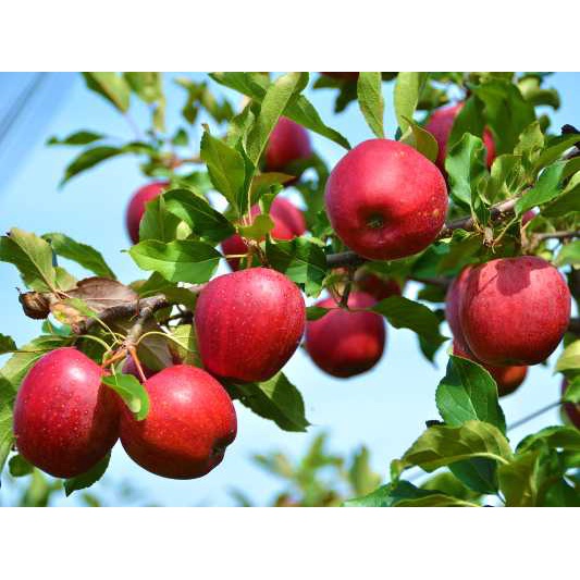 Bibit Apel Merah Siap Berbuah / Bibit Buah Apel / Bibit Buah Buahan