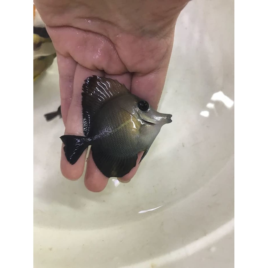 Terlari5 Ikan Hias Laut Burung Laut Shopee Indonesia