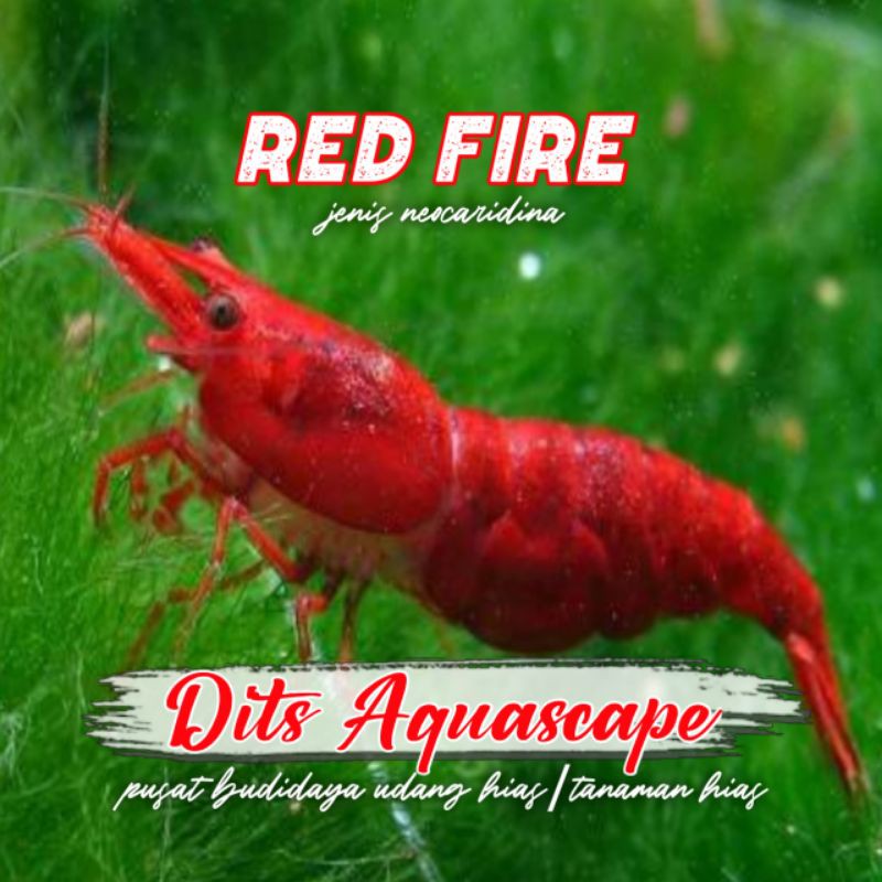 udang hias Red Fire aquascape aquarium
