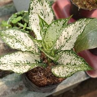 Tanaman Hias Aglonema Snow White-Aglaonema-Tanaman Hias Hidup-Tanaman Bunga-Tanaman Hidup Aglonema-Aglaonema Snowwhite-Tanaman Hidup-Bunga Hidup-Bunga Tanaman Hias Hidup Murah-Bunga Aglonema Hidup - Tanaman Hias Aglonema (tanaman hidup/bunga hidup murah)