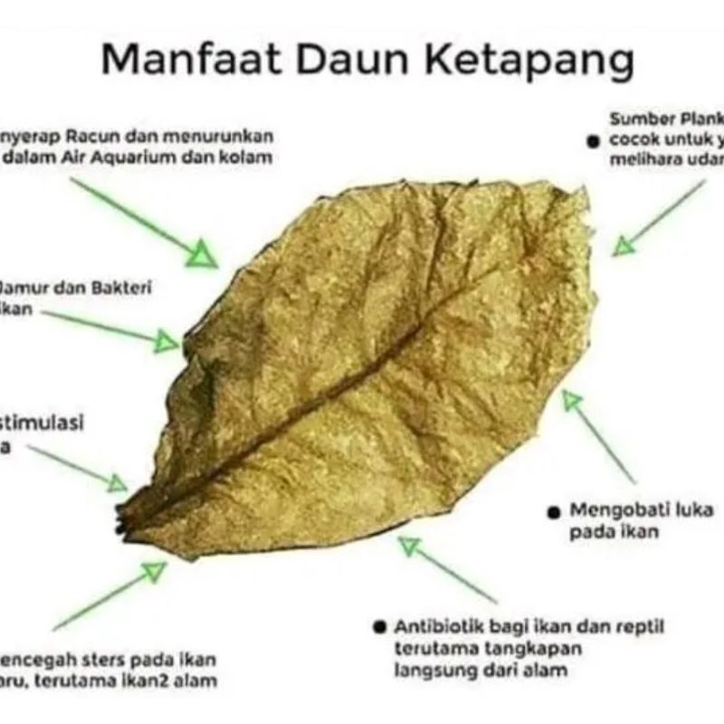 

Daun Ketapang Laut Olahan Fermentasi Spesial Super Pekat Berat 40