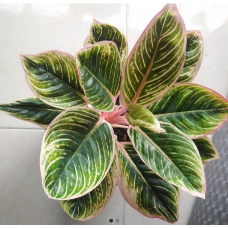 aglonema Minion 4daun