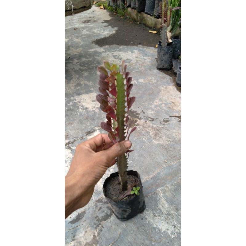 kaktus  TRIGONA naga merah