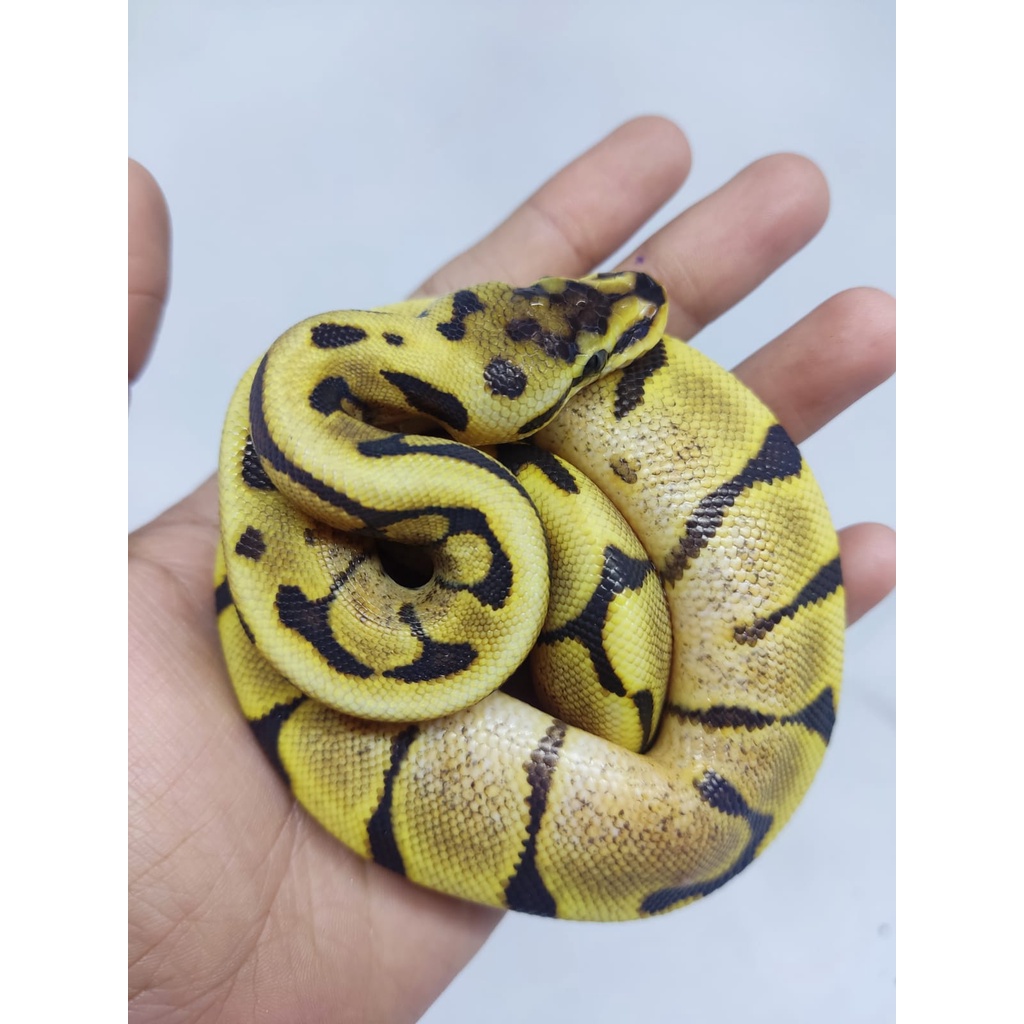 Spider Fire Ball Python Ballpython