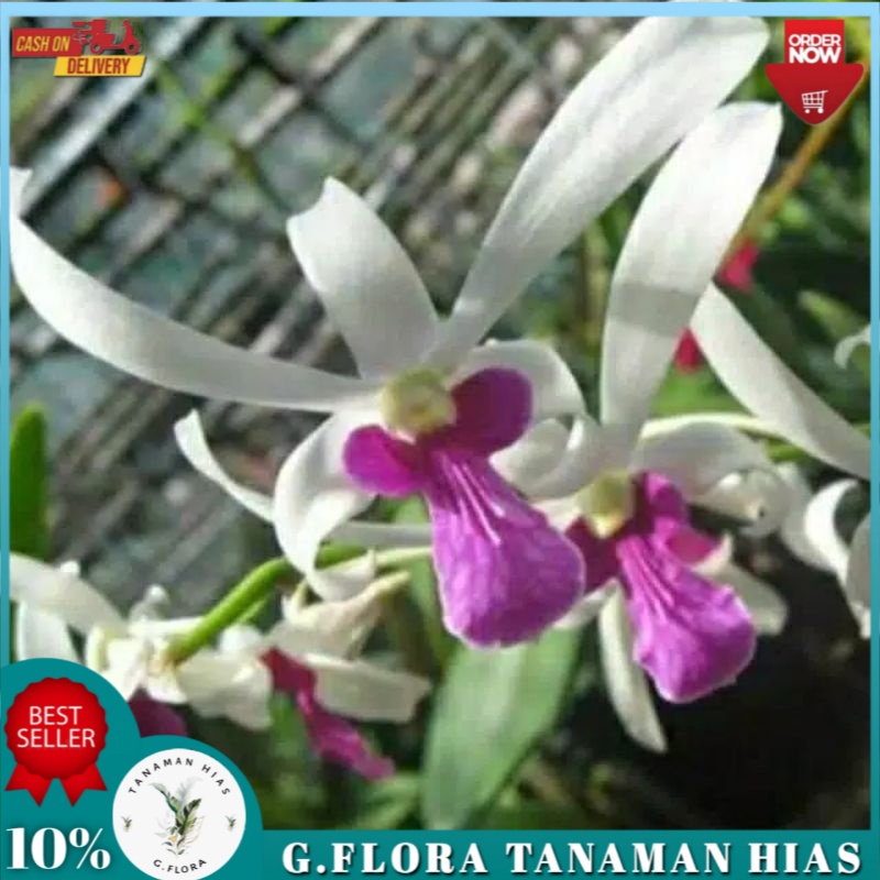 Anggrek Dendrobium Mesangnil dewasa GFLORA