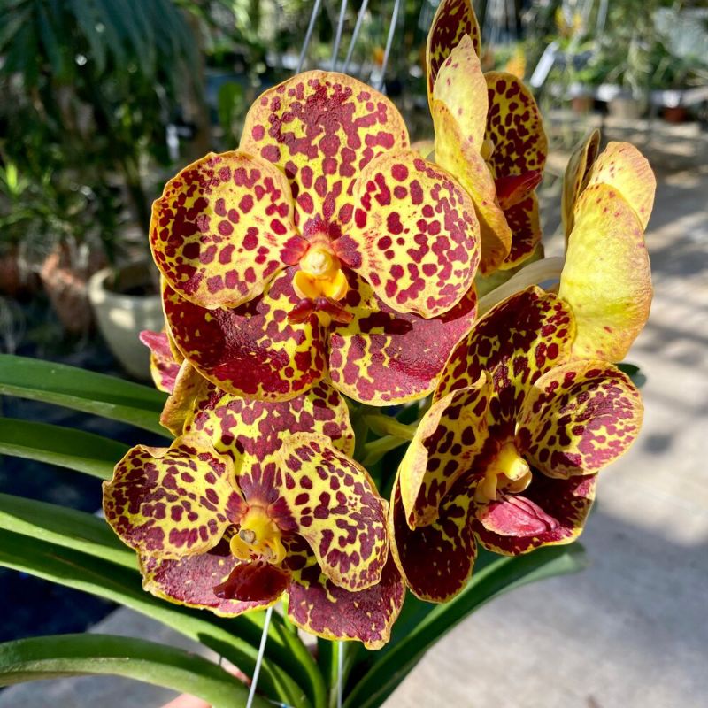 Anggrek Vanda Hybrid Dewasa, Spike dan Knop Edisi Terbaru