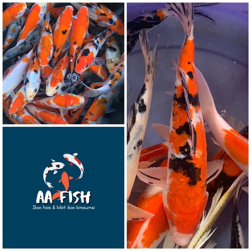 Ikan koi sanke - ikan hias - ikan koi