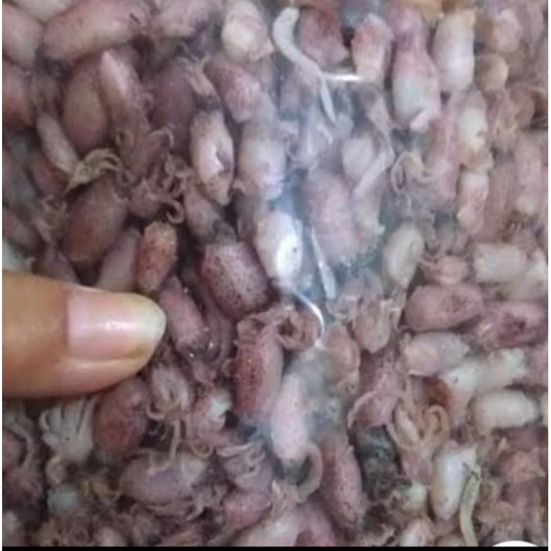 

Baby Cumi Premium Grade A 500 gram